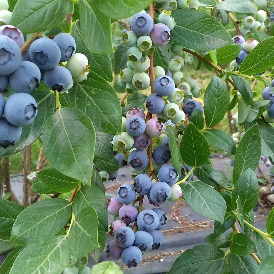 Borzago Agriturismo Maso Grisun מראה חיצוני תמונה